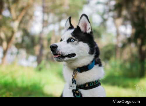 huskyhuddle:

Balto at Alafia River State ParkSeptember 30,…