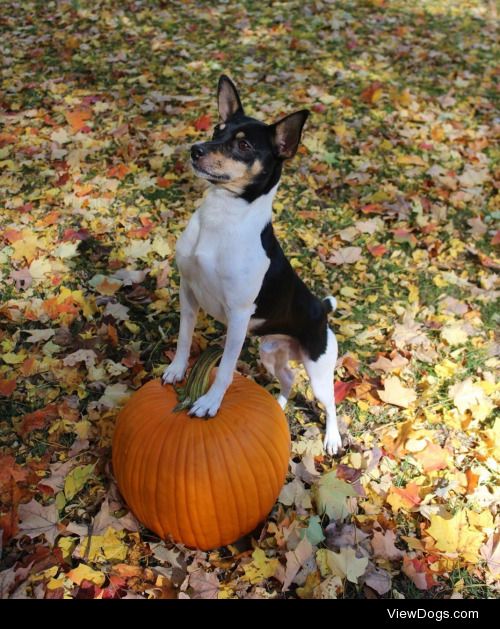 growingupcorgi:

The most important pumpkin boy