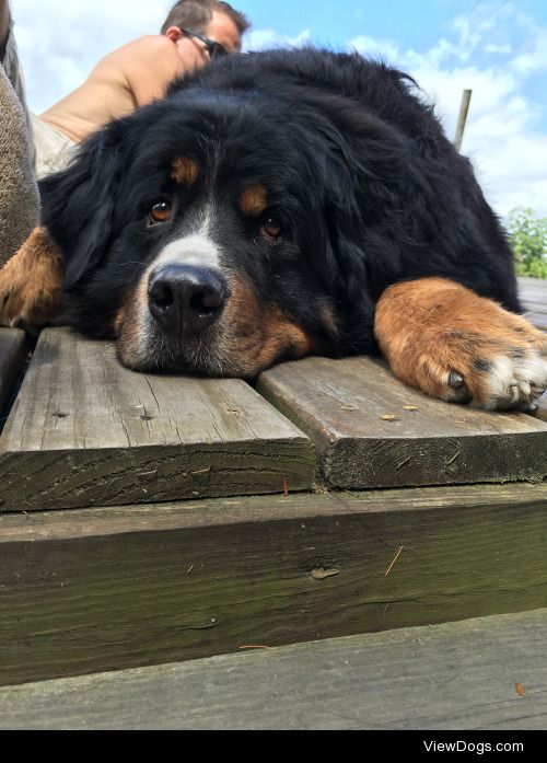 My perfect Bernese Mountain Pup, Bentley