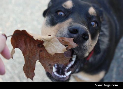 justpeacheyy:

@handsomedogs  Kato showing off his pearly Whites…