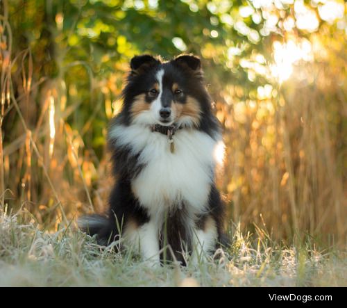 zeldathesheltie:

I love those early mornings <3 