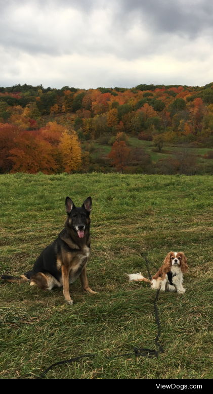 Navi and Ludo are enjoying the fall weather in Massachusetts.