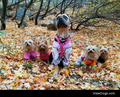 Happy fall y’all! 

From left to right: Willow, Aspen,…