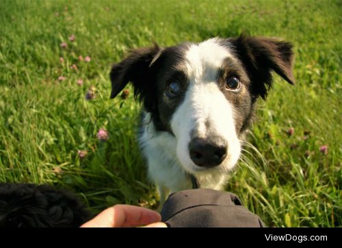 This is my one of my neighbors blind rescue dogs, Ted! He’s the…