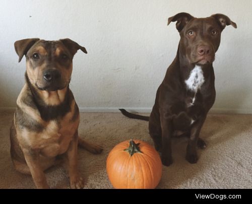 Icarus and River’s first Halloween!!