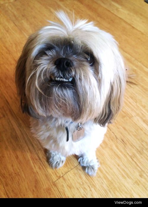 Robin is a Lhasa Apso and the love of my life!