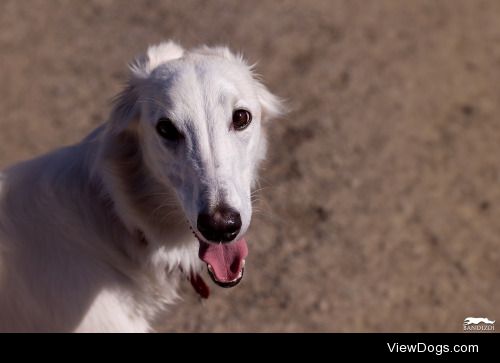 bandizoi:

Obie // Silken Windhound