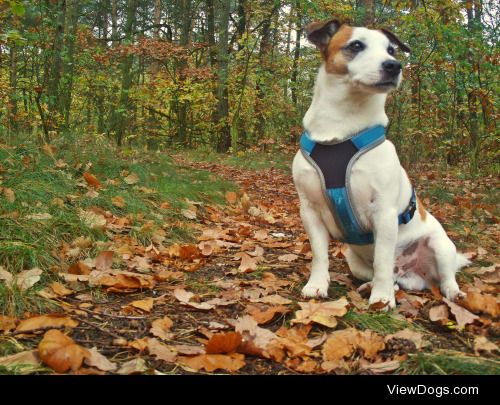 Tabasco, 7yo, JRT has a lot of patience for my photographic…