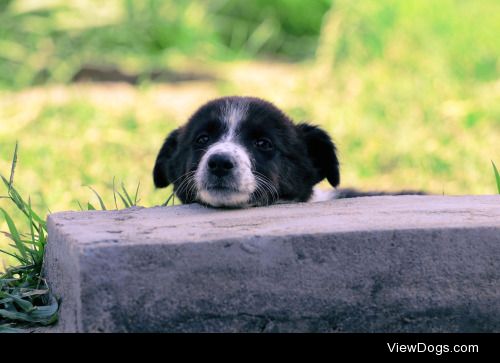 Zain Ali | look of the tired dog