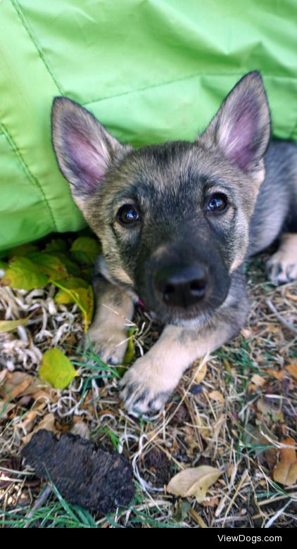 threestubbornvallhunds:

Puppy boops! ♥