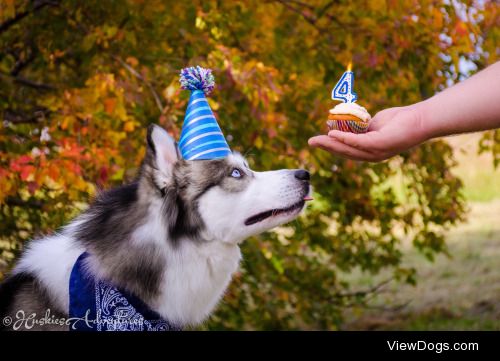 huskiesadventures:

Happy 4th Barkday to this handsome floofy…