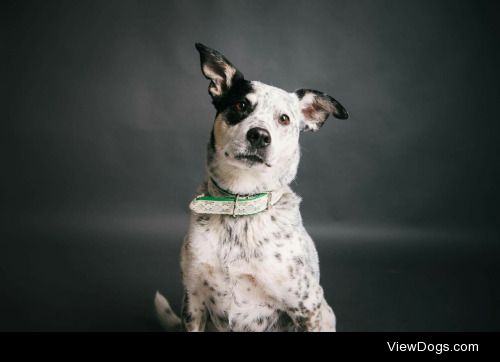 This is Pepper, she’s an 8yr old border collie blue heeler…