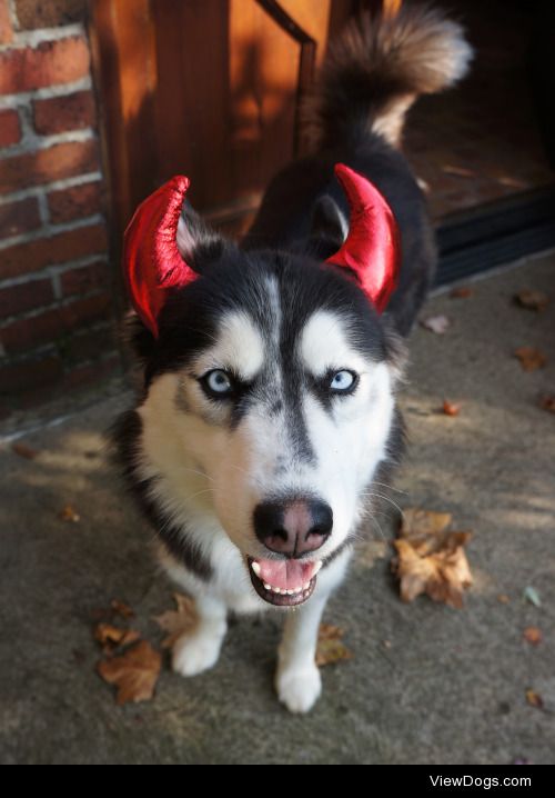 borisandtasha:

She’s such a cute little devil