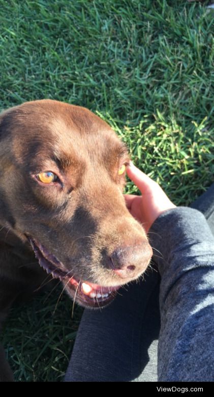 This is my boyfriend’s beautiful lab, Brandy :)