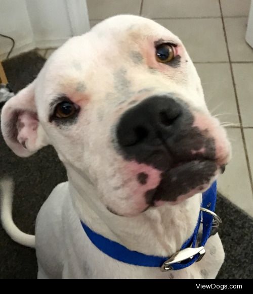 baldowl:

Booker is so handsome in his Doghouse…