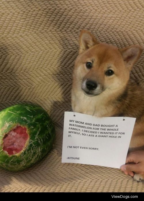 I got a Watermelon Instead!

We bought a watermelon, set it on…