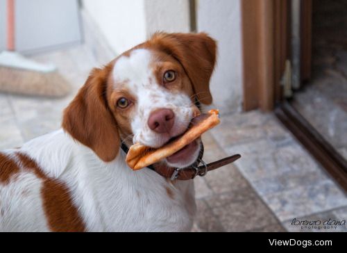 Lorenzo Diana | TaraPizza thief… So cute!