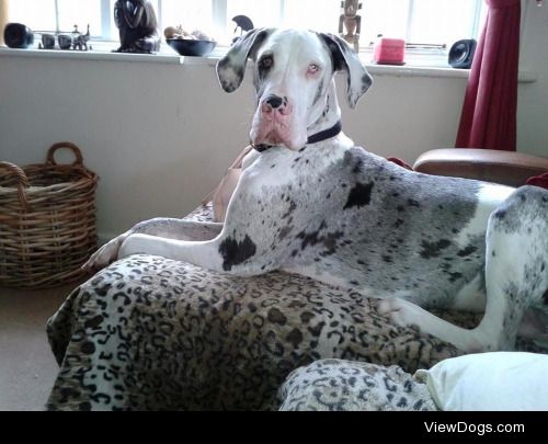 This is Nelson my Harlequin  Merle Great Dane, he is my little…