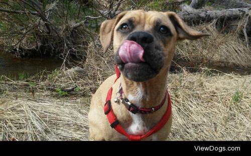 Hi my name is Remington and I like wrestling with my dog bed,…