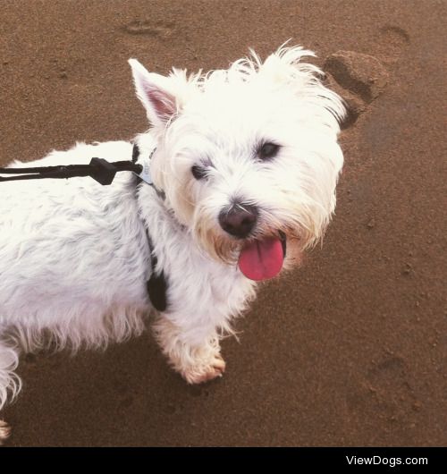 my lovely Westie boy Samson! this was his first trip to the…