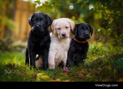 Kerstin Benz -Fotografie | The 3 Musketeers