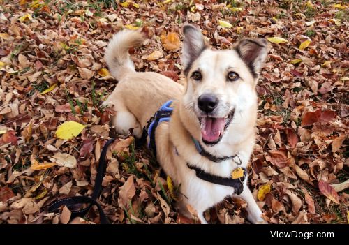 pupcakeluna:
Luna is excited for fall! And pumpkin treats,…