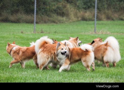 alittleshelpnamedluna:

Cloud of orange Icies!