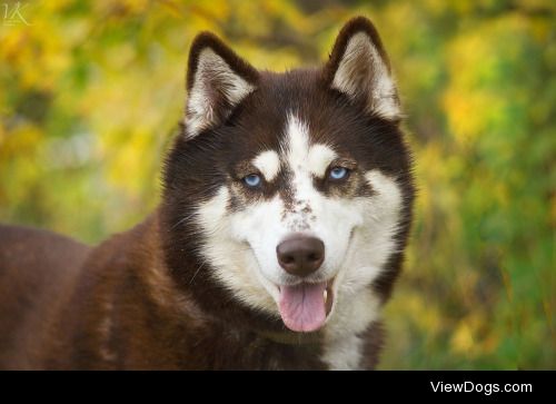 Veronika Kalinina | Husky’s eyes