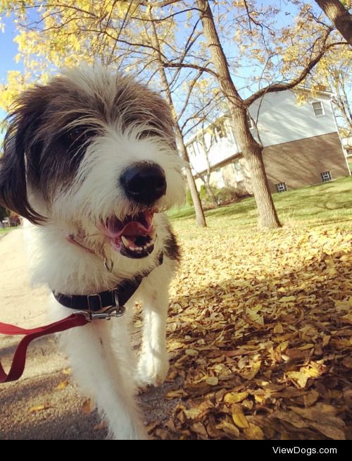 Oakley enjoying a fall walk.