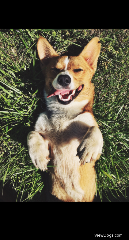 Jane! The Prembroke Welsh Corgi from…