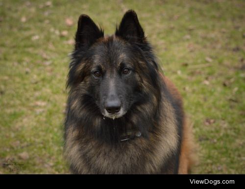 bandit-the-tervuren:

Only he can look so handsome whilst…