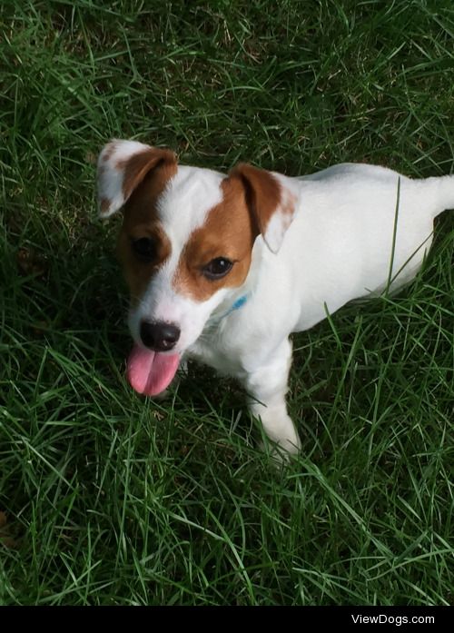 This is Lucky! He’s a very excitable 9-month-old Jack Russell…