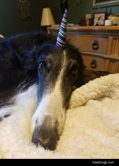 starswift-borzoi:

The truth…