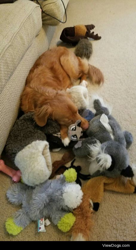 Reblog this with a picture of all your dog’s toys!