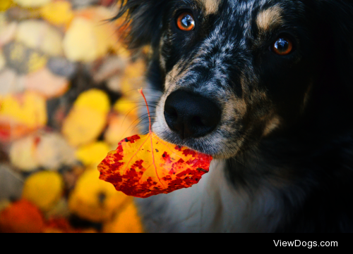 This is Tinja, my 19 months old blue merle Australian Shepherd!…