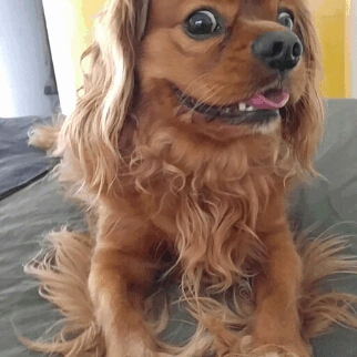 This is Cooper, a cavalier king charles spaniel, and he loves…