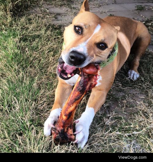 Sunny doing damage on her favorite bone… 