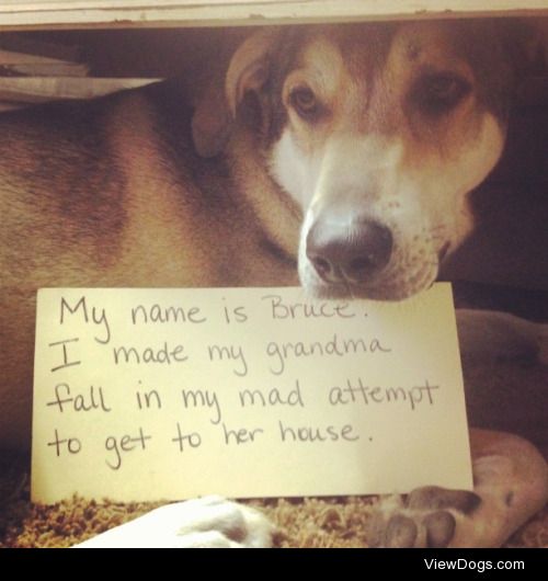 Grandma got run Over by a Bruce

My name is Bruce. I made my…