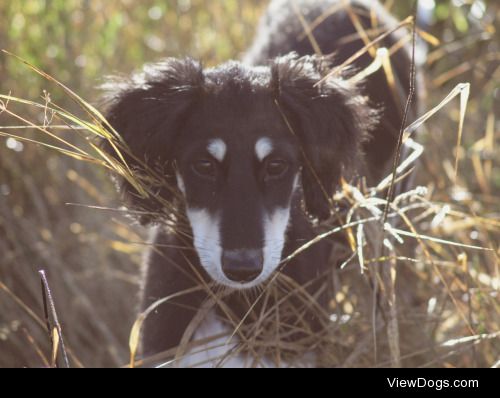 Saluki Lucia