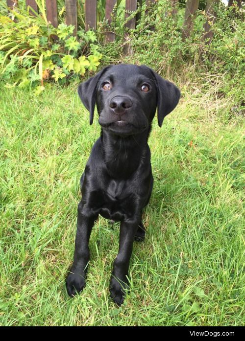 This is Max, our labrador puppy. He’s the most cuddly dog I’ve…