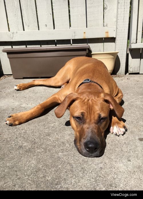 Dante the ridgeless Rhodesian ridgeback. 10 months. Loves…