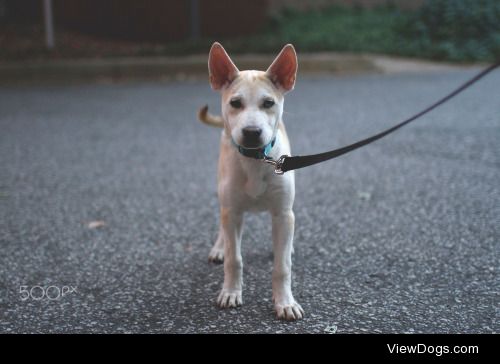 Abbie Robinson | Mixed Breed