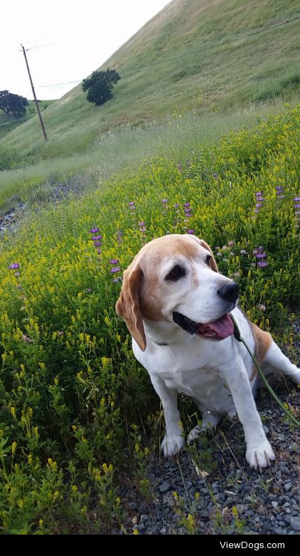 This is Sammy, my lovable 10 year old beagle mix, posing with…