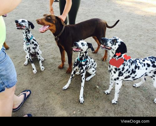 here are some more dalmatians to join in on the fun! left to…