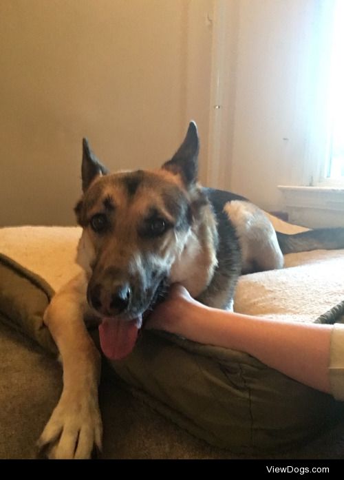 This is Draco, my 5-year-old GSD. He won’t go to sleep unless…