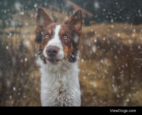 tinybigpaws:

heres a snow spinach for you allphoto by…