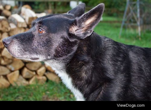 This is Sam, and he is a five year old black lab border collie…