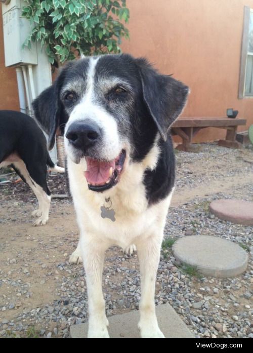 This is Yankee and he is 16. He is also a dad and he loves to…