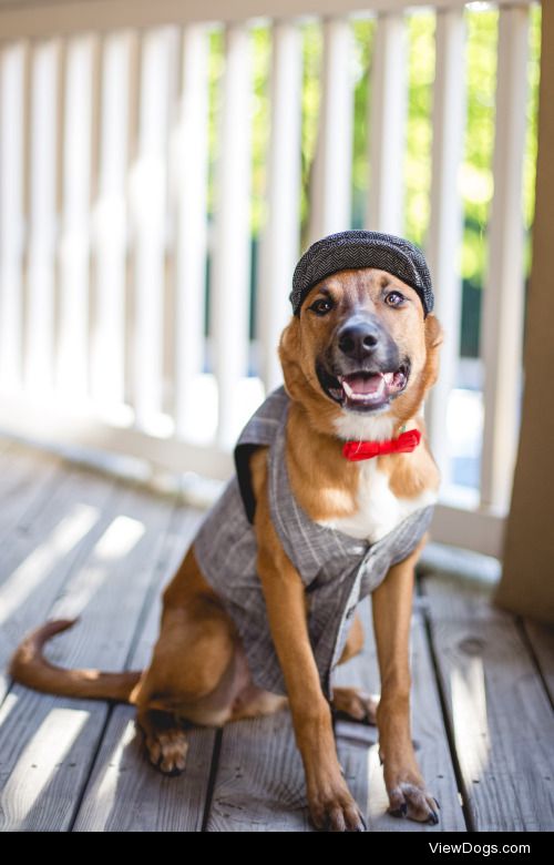 guidedogintraining:

“I’m young, scrappy, and hungry and I’m not…