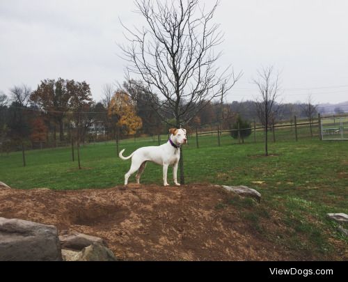 We had the park to ourselves, so Gwen got to be top dog.